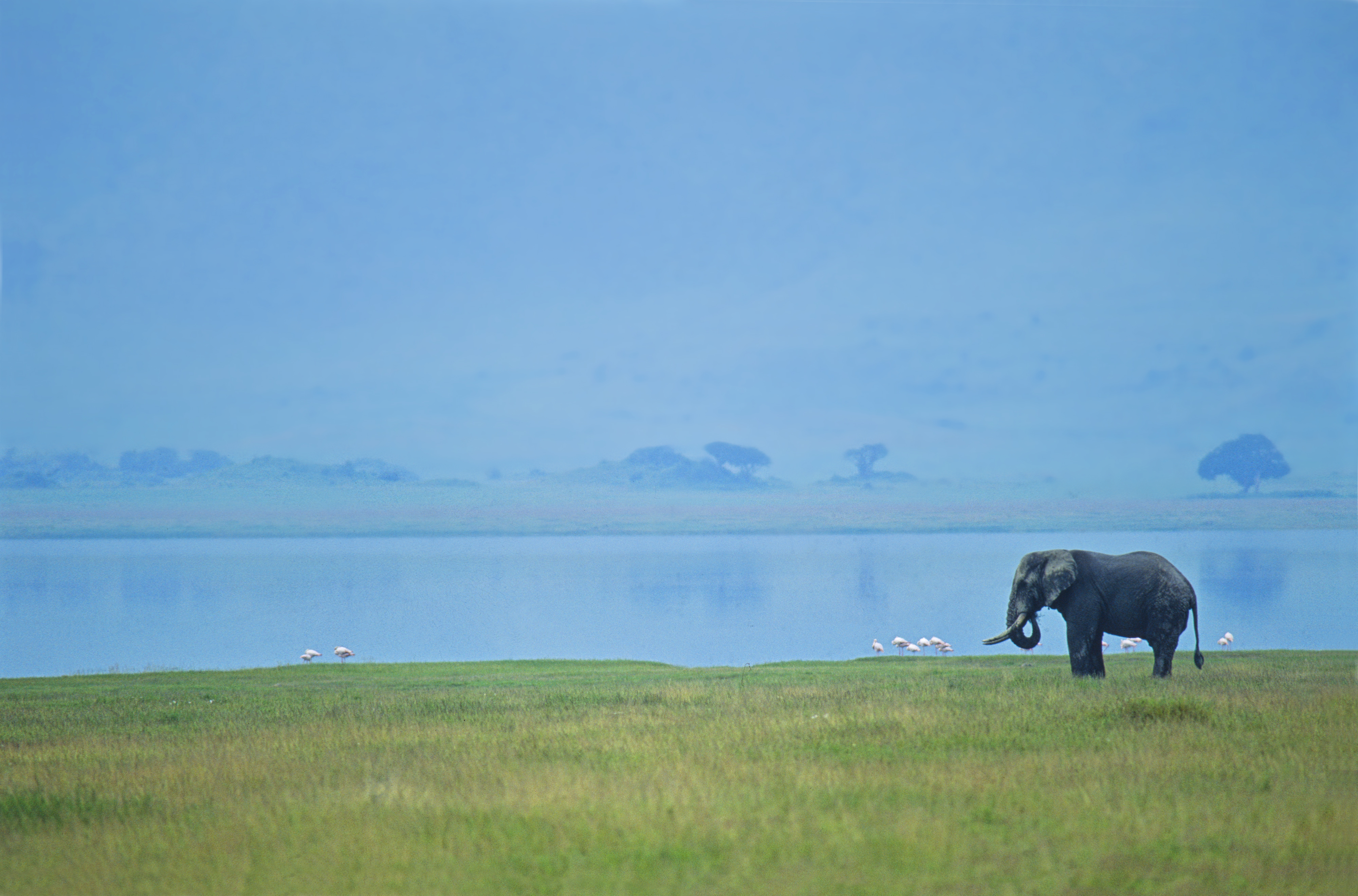 Serie signature Henri Belhassen